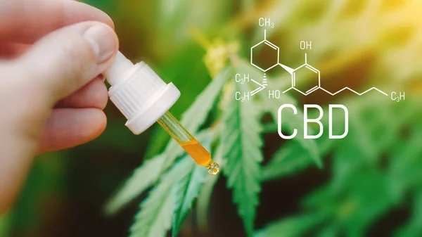Evcil hayvanlar, kediler, köpekler, Cannabidiol Chemi için Cbd yağı kullanma kavramı