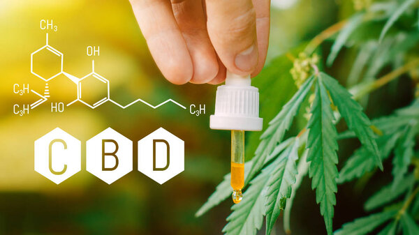 Пипетка в руках с коноплей CBD масло. Красивый фоновый ум
