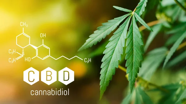 CBD Cannabidiol fórmula química, Hermoso fondo de verde — Foto de Stock