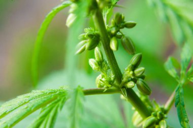 Kenevir, marihuana, kenevir tomurcuğu, yakın plan. Kültür