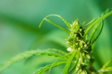 Kenevir, marihuana, kenevir tomurcuğu, yakın plan. Kültür