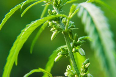 Kenevir, marihuana, kenevir tomurcuğu, yakın plan. Kültür