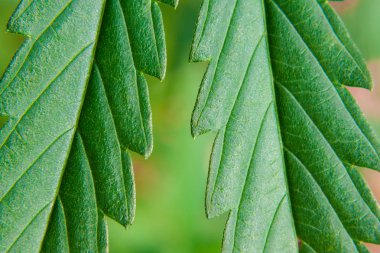 Yeşil kenevir yaprağı, kenevir makrosu, marijuanın güzel arka planı