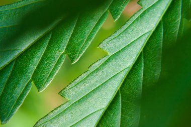 Yeşil kenevir yaprağı, kenevir makrosu yakın çekim. Sana yakından bakmak istiyorum.