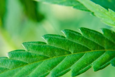 Yeşil kenevir yaprağı, kenevir makrosu yakın çekim. Sana yakından bakmak istiyorum.