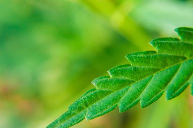 Yeşil kenevir yaprağı, kenevir makrosu yakın çekim. Sana yakından bakmak istiyorum.