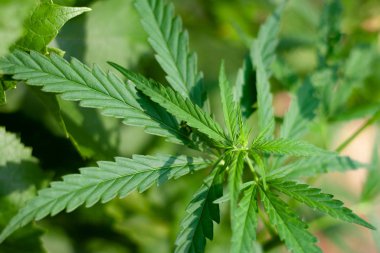 Yeşil kenevir yaprağı, kenevir makrosu yakın çekim. Sana yakından bakmak istiyorum.