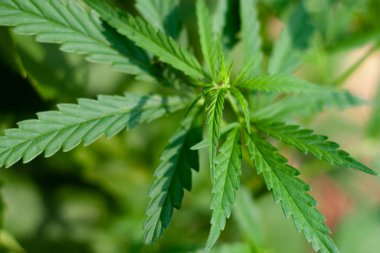 Yeşil kenevir yaprağı, kenevir makrosu yakın çekim. Sana yakından bakmak istiyorum.