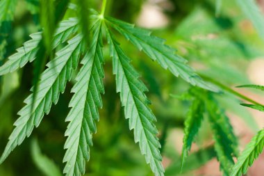 Yeşil kenevir yaprağı, kenevir makrosu, marijuanın güzel arka planı