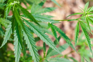 Yeşil kenevir yaprağı, kenevir makrosu yakın çekim. Sana yakından bakmak istiyorum.