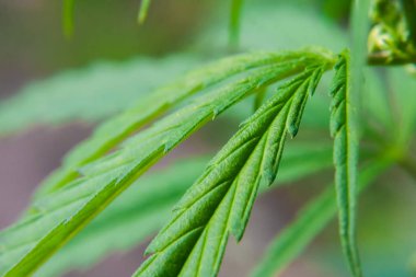 Yeşil kenevir yaprağı, kenevir makrosu, marijuanın güzel arka planı