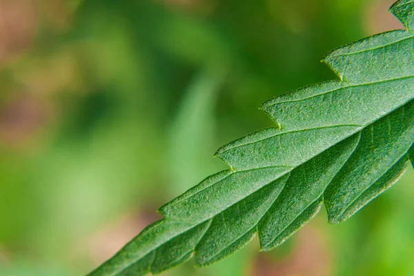 Grünes Cannabisblatt, Hanf-Makro aus nächster Nähe. eine hautnahe Sicht auf yo — Stockfoto