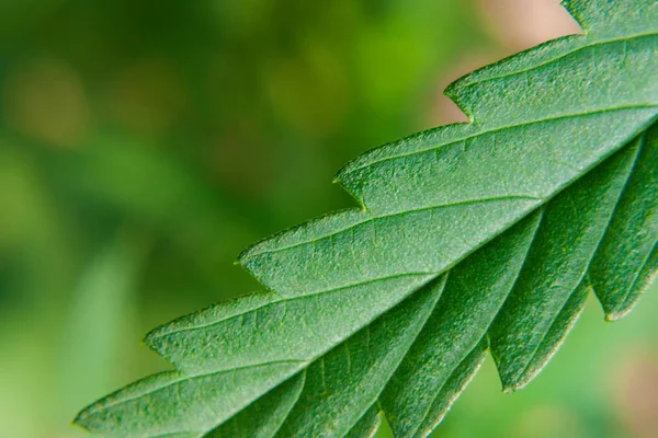 Hermoso fondo de hoja de cannabis verde, cáñamo macro, marijua —  Fotos de Stock