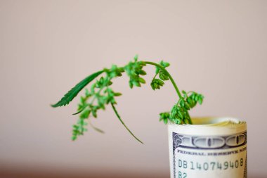 Esrar, finans, para ve esrar. Marihuana endüstrisinin gelirleri