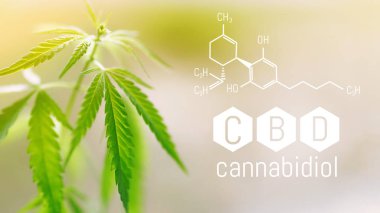 Cbd kimyasal formülü, kopyalama alanı için boşluk. Tıbbi marijuana.