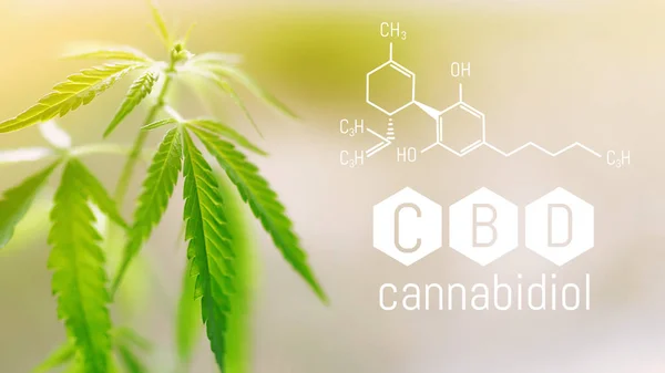 Fórmula química CBD, espacio para espacio de copia. marihuana medicinal él — Foto de Stock