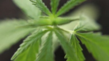 Marihuana bitkilerini kapatın. Rüzgarda hafifçe sallanıyorlar. Esrar ticareti büyür. Bitkisel alternatif tıp kavramı, Cbd yağı