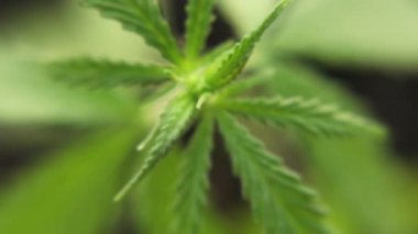 Marihuana bitkilerini kapatın. Rüzgarda hafifçe sallanıyorlar. Esrar ticareti büyür. Bitkisel alternatif tıp kavramı, Cbd yağı