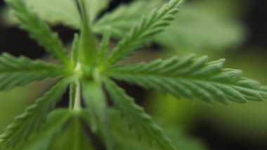 Marihuana bitkilerini kapatın. Rüzgarda hafifçe sallanıyorlar. Esrar ticareti büyür. Bitkisel alternatif tıp kavramı, Cbd yağı