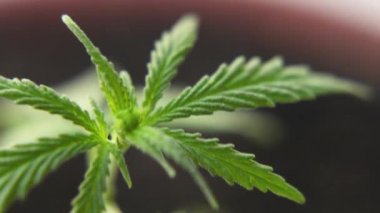 Bitkisel alternatif tıp kavramı, Cbd yağı. Marihuana bitkilerini kapatın. Rüzgarda hafifçe sallanıyorlar. Esrar ticareti büyüyor