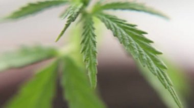 Marihuana bitkilerini kapatın. Rüzgarda hafifçe sallanıyorlar. Esrar ticareti büyür. Bitkisel alternatif tıp kavramı, Cbd yağı