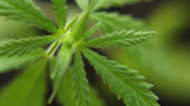 Bitkisel alternatif tıp kavramı, Cbd yağı. Marihuana bitkilerini kapatın. Rüzgarda hafifçe sallanıyorlar. Esrar ticareti büyüyor
