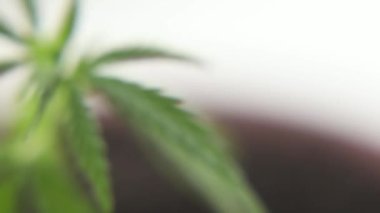 Bitkisel alternatif tıp kavramı, Cbd yağı. Marihuana bitkilerini kapatın. Rüzgarda hafifçe sallanıyorlar. Esrar ticareti büyüyor