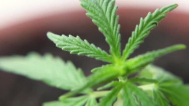 Makro rafları kapatın. Genç kenevir marihuana bitkilerinin yapraklarını çekin. Bitkisel alternatif tıp kavramı, Cbd yağı