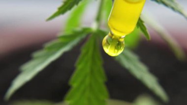 Biyolojik ve ekolojik kenevir bitkisinin bitkisel Cbd yağını kavanozdan damlatan makro yakın çekim. Bitkisel alternatif tıp kavramı, Cbd yağı