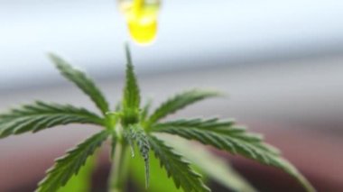 Bitkisel alternatif tıp kavramı, Cbd yağı. Biyolojik ve ekolojik kenevir bitkisinin dozunu arttıran makro, kavanozdan bitkisel ilaç Cbd yağı.