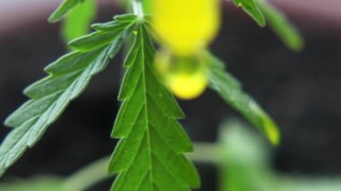 Biyolojik ve ekolojik kenevir bitkisinin bitkisel Cbd yağını kavanozdan damlatan makro yakın çekim. Bitkisel alternatif tıp kavramı, Cbd yağı