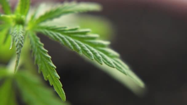 Feche Plantas Maconha Balançando Suavemente Brisa Comercial Cannabis Crescer Conceito — Vídeo de Stock