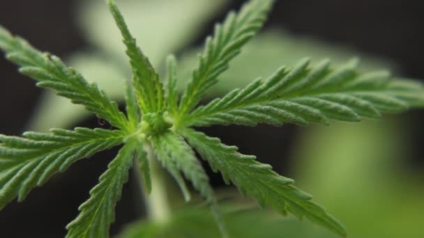 Begreppet Växtbaserade Alternativa Läkemedel Cbd Olja Närbild Marijuana Växter Svajande — Stockvideo