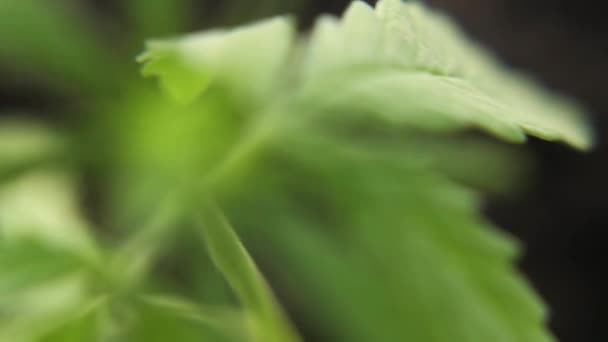 Koncepcja Ziołowej Medycyny Alternatywnej Olej Cbd Zamknąć Rośliny Marihuany Kołyszące — Wideo stockowe