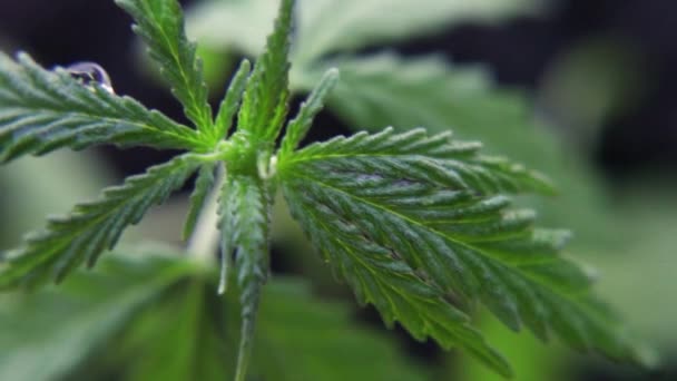 Nahaufnahme Makro Rack Fokus Ziehen Von Blättern Von Jungen Cannabis — Stockvideo