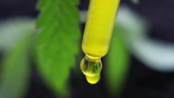 Konsep Pengobatan Alternatif Herbal Minyak Cbd Makro Menutup Tetesan Dosing — Stok Video