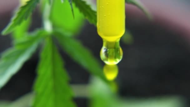 Concept Herbal Alternative Medicine Cbd Oil Macro Close Droplet Dosing — 비디오