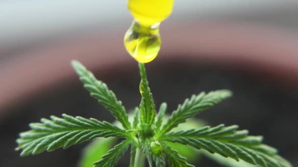 Macro Close Droplet Dosing Biological Ecological Hemp Plant Herbal Pharmaceutical — 비디오