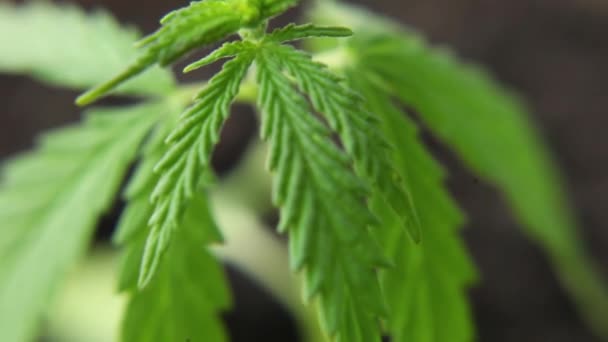 Cannabis Condizioni Naturali Foglie Canapa Nel Vento Pubblicità Della Cannabis — Video Stock