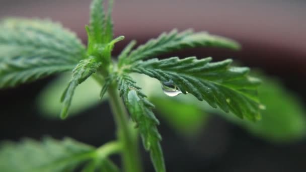 自然条件下で大麻 風の中で麻の葉 大麻の商業が成長する ハーブ代替医療 Cbd油の概念 — ストック動画