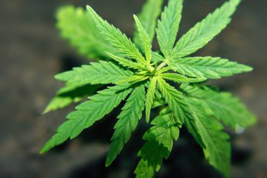 Bitkisel alternatif tıp ve kimyasal terapi olarak kenevir, o