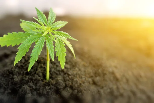 Växt från cannabis, hampafrön på vegetationsstadiet i — Stockfoto
