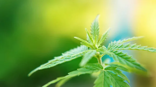 Onderzoek marihuana Cbd cannabidiol. Cannabis als kruidenalternati — Stockfoto