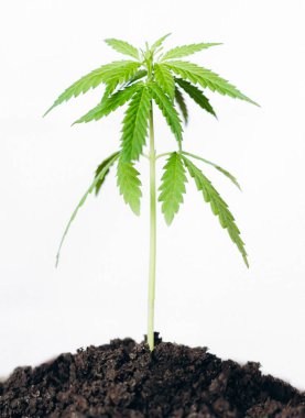 Marihuana tarlası kavramı. Beyaz sırtındaki keneviri ayır