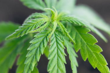 Marihuana Cbd Cannabidiol. Bitkisel alternatif tıp olarak kenevir