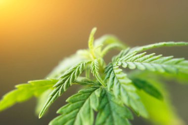 Marihuana Cbd Cannabidiol. Bitkisel alternatif tıp olarak kenevir