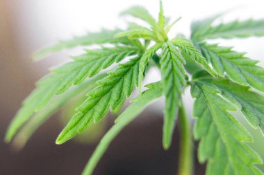 Marihuana Cbd Cannabidiol. Bitkisel alternatif tıp olarak kenevir