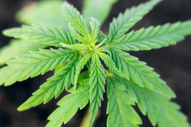 Marihuana Cbd Cannabidiol. Bitkisel alternatif tıp olarak kenevir