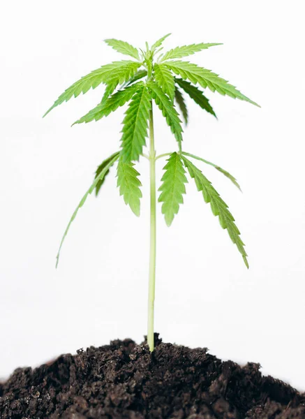 Plantacja marihuany na farmie. Izolować konopie na białym tle — Zdjęcie stockowe