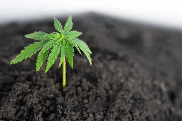 Begreppet odling marijuana plantage. Isolerad hampa på vit bakgrund — Stockfoto